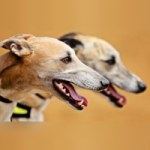 A new proposal in Australia to Ban Greyhound racing