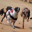 Bettors make Greyhound Racing their preference