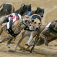 Jail terms accorded to three greyhound trainers for animal cruelty