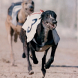 Stolen champion breeds reappears during a race in Spain