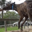 The Officials of Greyhound Racing Refuse To Hand over Names Of Suspected Live Baiters To The Inquiry