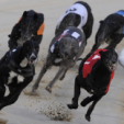 The greyhound killing threats and how to eliminate them