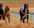 No more Greyhound Racing in Arizona