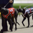 Dog Owners are not happy with Foley’s Greyhound Racing support