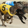 Greyhound bill has been taken to Baird parliament