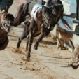 Greyhound death toll at 1,600 dogs in Tasmania for the past 3 years